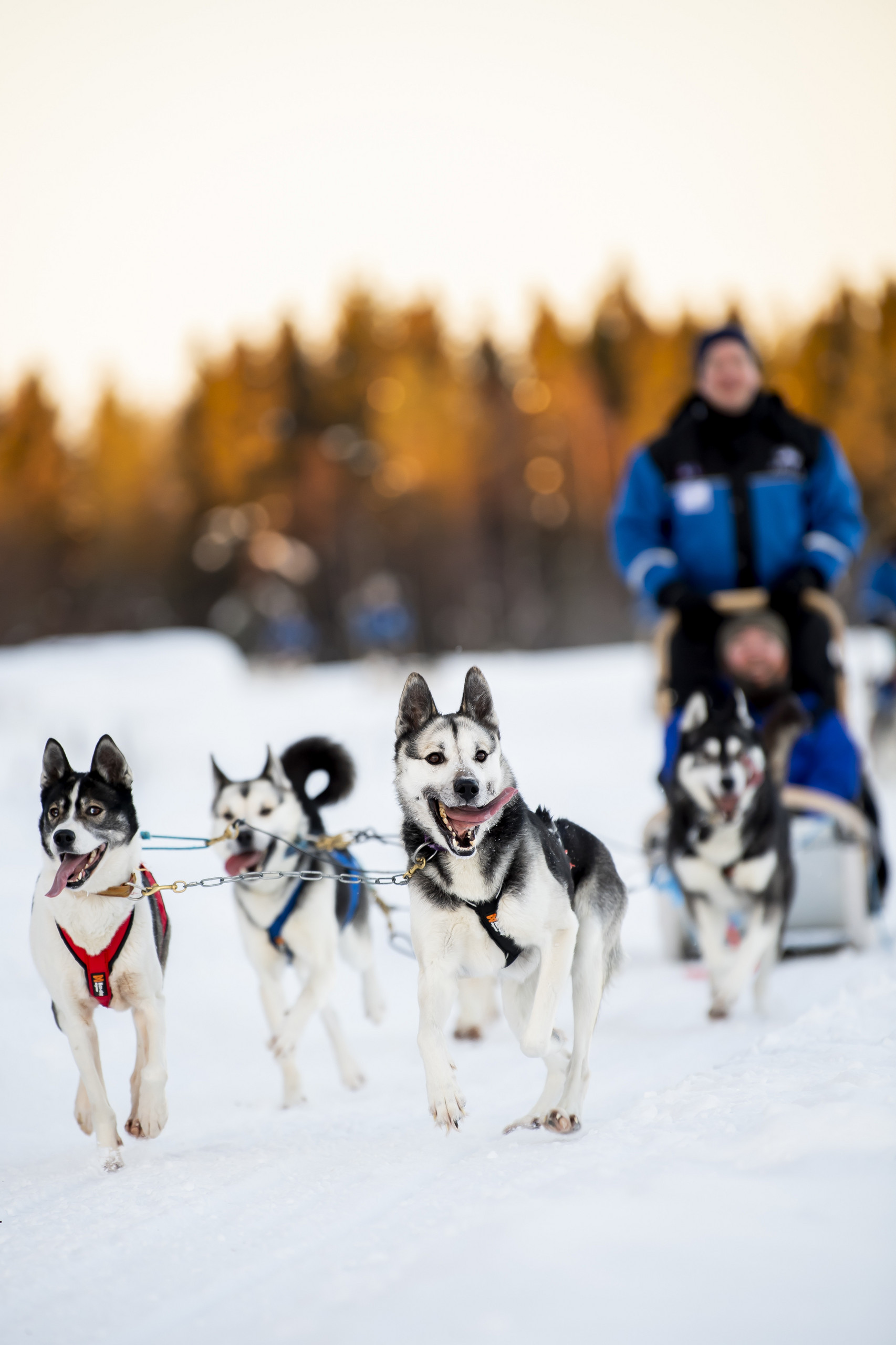 Produktfreisteller links