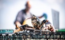 Vorschaubild Big Green Egg Kochbuch Modus Operandi