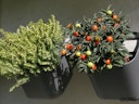 Vorschaubild WWOO Designbeton-Outdoorküche Esme